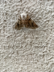 Acronyctodes mexicanaria