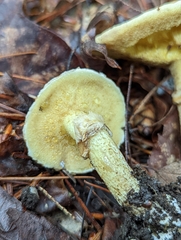 Suillus acidus