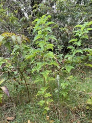 Rubus hawaiensis