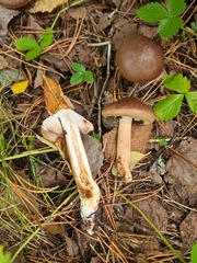 Tricholoma fulvum