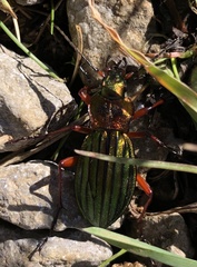Carabus auronitens