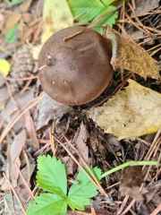 Tricholoma fulvum