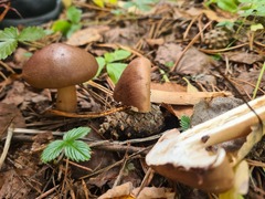 Tricholoma fulvum