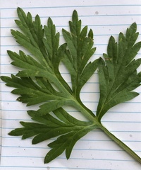 Artemisia verlotiorum