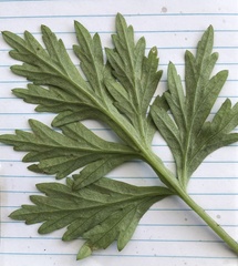 Artemisia verlotiorum