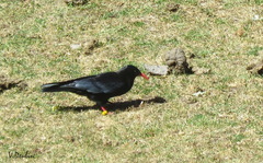 Pyrrhocorax pyrrhocorax