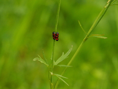 Cercopis vulnerata