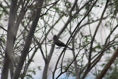 Phainopepla nitens