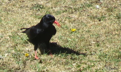 Pyrrhocorax pyrrhocorax