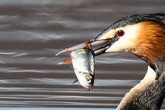 Scardinius erythrophthalmus