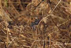 Autographa californica