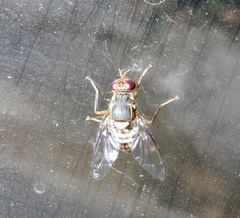Bactrocera dorsalis