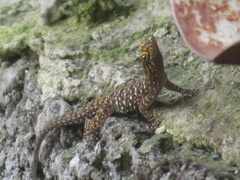 Cnemaspis mysoriensis