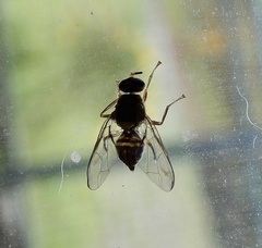 Bactrocera dorsalis