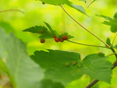 Pediaspis aceris