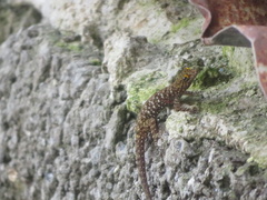 Cnemaspis mysoriensis