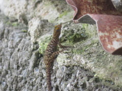 Cnemaspis mysoriensis
