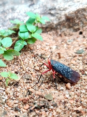 Kalidasa lanata