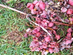 Cestoda