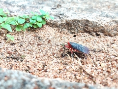 Kalidasa lanata