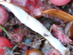 Cestoda
