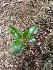 Cheirodendron trigynum