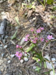 Zeltnera muehlenbergii