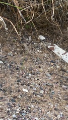 Callisaurus draconoides