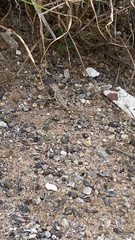 Callisaurus draconoides