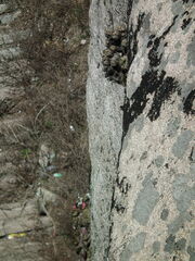 Selaginella tamariscina