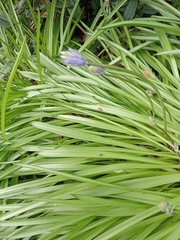 Asparagales