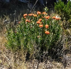 Leucospermum saxosum image