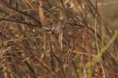 Autographa californica