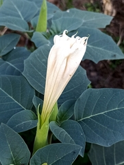 Datura wrightii