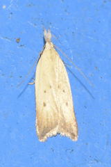 Dichomeris limosellus