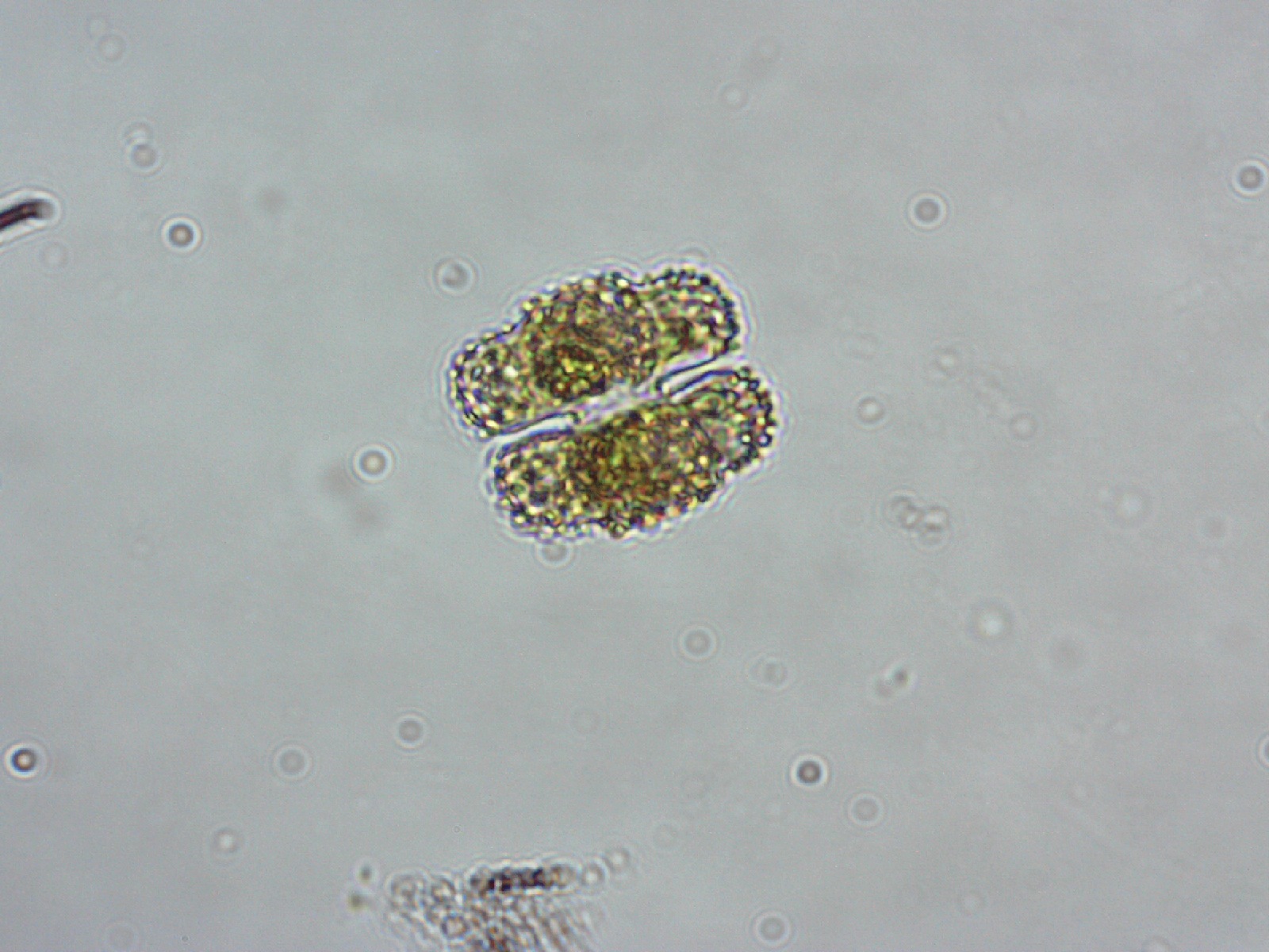Cosmarium commissurale