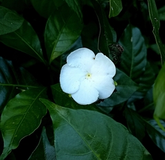 Tabernaemontana divaricata