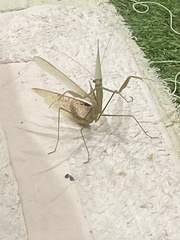 Tenodera costalis