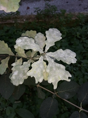 Erysiphe alphitoides