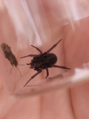 Steatoda