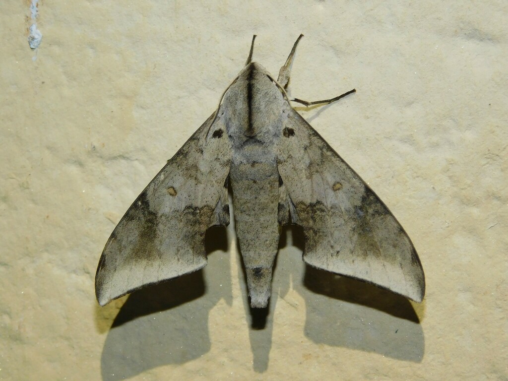 Polyptychus retusus