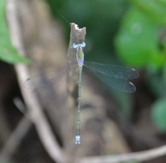 Lestes elatus
