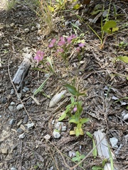 Zeltnera muehlenbergii