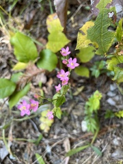 Zeltnera muehlenbergii