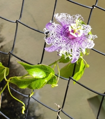 Passiflora