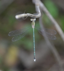 Lestes elatus