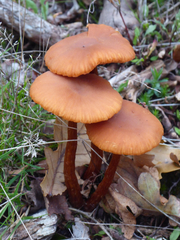 Laccaria laccata