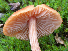 Laccaria laccata