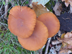 Laccaria laccata