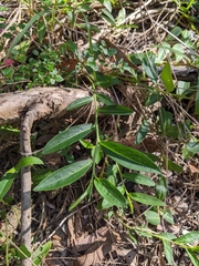 Eremophila debilis